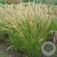 Achnatherum calamagrostis 'Algäu' GM P9