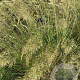 Achnatherum calamagrostis 'Algäu' GM P9
