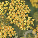 ACHILLEA HYBRIDE 'TERRACOTTA' GM P9