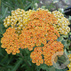ACHILLEA HYBRIDE 'TERRACOTTA' GM P9