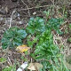Acanthus mollis 'Hollard's Gold' GM P9