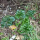 Acanthus mollis 'Hollard's Gold' GM P9