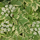 Aegopodium podagraria 'Variegatum' GM P9