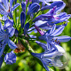 Agapanthus 'Intermedius' GM P9