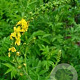 Agrimonia procera GM P9