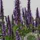 Agastache rugosa 'Little Adder' GM P9
