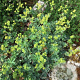 Alchemilla erythropoda GM P9