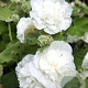 Alcea rosea 'Charters Double White' GM P9