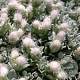 Antennaria dioica borealis GM P9