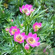 Anemone m. 'Rubra' GM P9