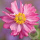 Anemone h. Fantasy Belle GM P9