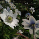 Anemone leveillei GM P9