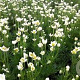 Anemone m. 'Major' GM P9