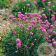 Armeria mar. 'Splendens' GM P9