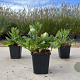 Aster ageratoides 'Ashvi' GM P9