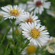 Aster (U) 'Monte Cassino' GM P9
