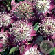 Astrantia maj. 'Star of Beauty' GM P9