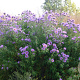 Aster n.-a. 'Barr's Blue' GM P9