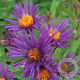 Aster n.-a. 'Barr's Blue' GM P9