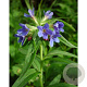Buglossoides purpurocaerulea GM P9