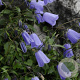 Campanula cochl. 'Blue Baby' GM P9