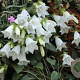 Campanula cochl. 'White Baby' GM P9