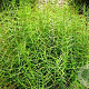 Carex musk. 'Little Midge' GM P9