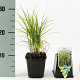 Carex muskingumensis GM P9