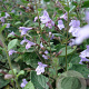 Calamintha n. 'Lila Riese' GM P9