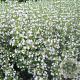 Calamintha n. 'Triumphator' GM P9