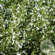 Calamintha n. 'Weisser Riese' GM P9