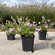 Campanula posch. 'Lisduggan Var.' GM P9