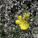 Calylophus serrulatus GM P9