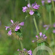 Clinopodium vulgare GM P9