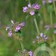 Clinopodium vulgare GM P9