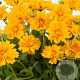 Coreopsis gr. 'Presto' GM P9