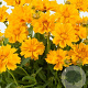 Coreopsis gr. 'Presto' GM P9
