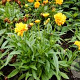 Coreopsis gr. Solanna Golden Sphere GM P9