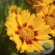 Coreopsis gr. 'Sunfire' GM P9