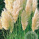 Cortaderia s. 'Evita' GM P9