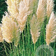 Cortaderia s. 'Evita' GM P9