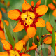 Crocosmia 'Emily McKenzie' GM P9
