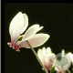 Cyclamen hederif. 'Album' GM P9