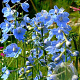 Delphinium (B) 'Cliveden Beauty' GM P9