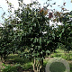 Parrotia persica 'Bella' 400-450 cm draadkluit meerstammig