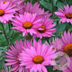 Echinacea p. 'JSROHO' GM P9