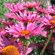 Echinacea p. 'JSROHO' GM P9
