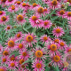 Echinacea p. 'Pica Bella' GM P9