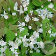Epimedium y. 'Niveum' GM P9