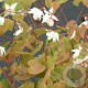 Epimedium y. 'Niveum' GM P9